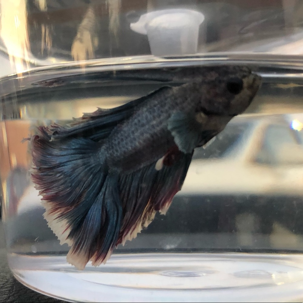 Meet your Posher, Madeline